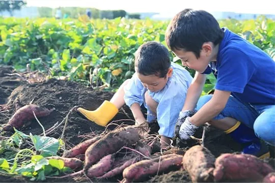畑でさつまいも掘りをする子どもたち
