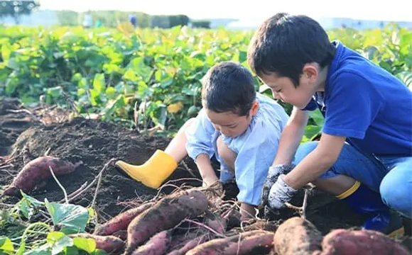 畑でさつまいも掘りをする子どもたち