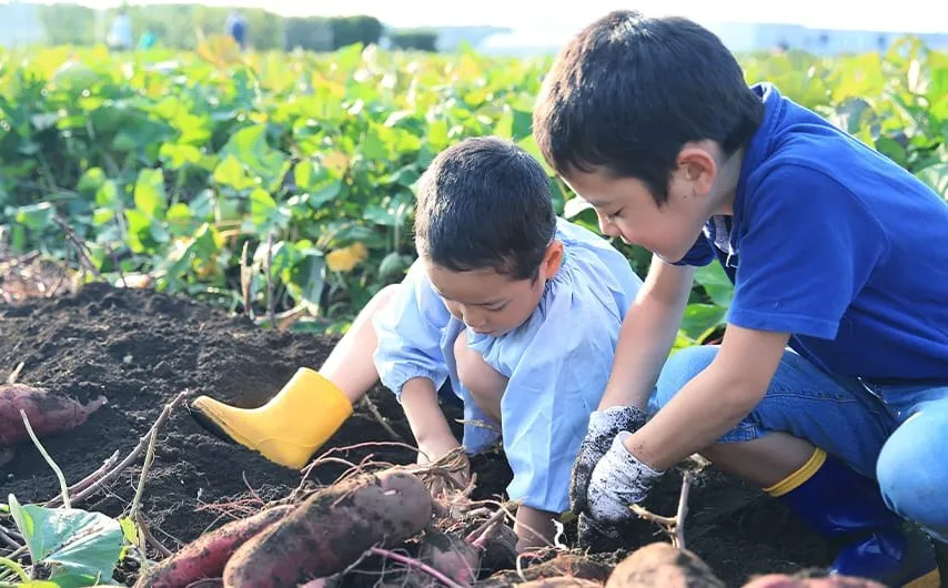 畑でさつまいも掘りをする子どもたち