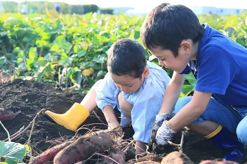 畑でさつまいも掘りをする子どもたち