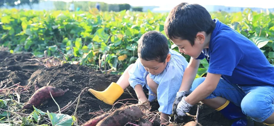 畑でさつまいも掘りをする子どもたち